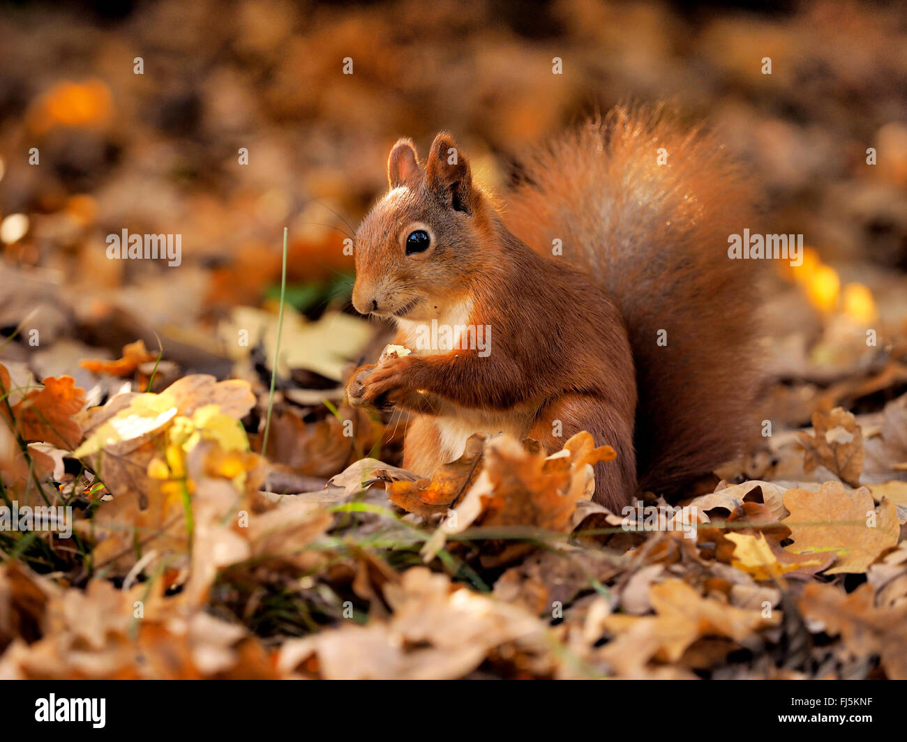 L'écureuil roux européen eurasien, l'écureuil roux (Sciurus vulgaris), assis sur le feuillage de l'automne et l'alimentation, de l'Allemagne, la Saxe Banque D'Images