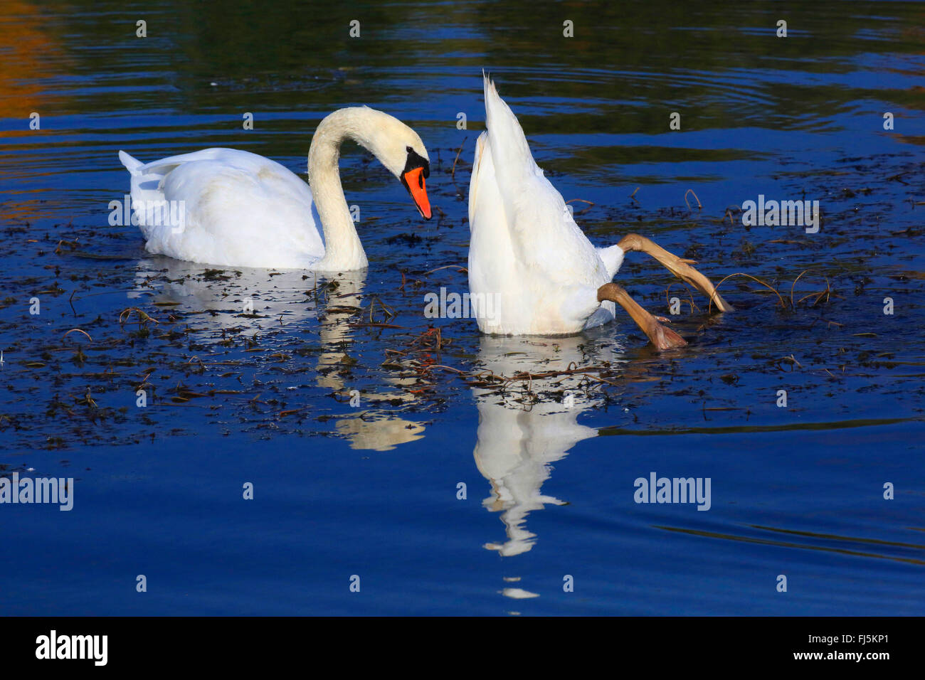 Mute swan (Cygnus olor), deux cygnes tuberculés sur le lac, Allemagne Banque D'Images
