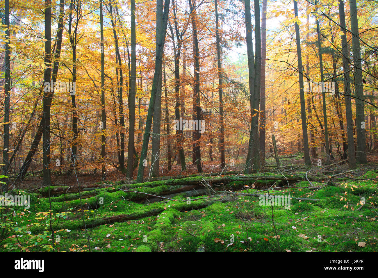 Le hêtre commun (Fagus sylvatica), bois de l'automne, Allemagne Banque D'Images