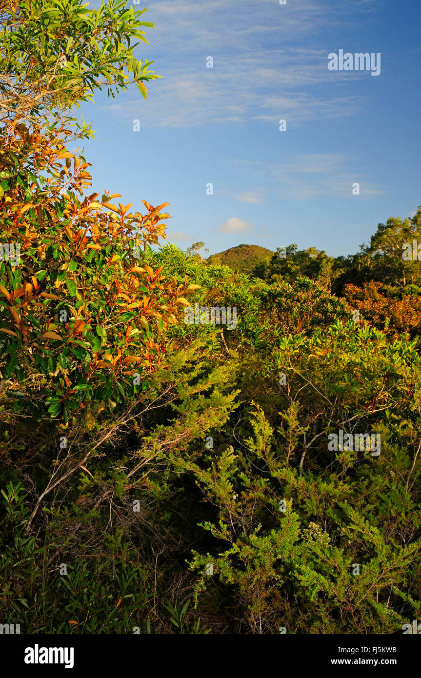 La végétation de la forêt tropicale de Nouvelle-Calédonie, Nouvelle Calédonie, l'Ile des Pins Banque D'Images