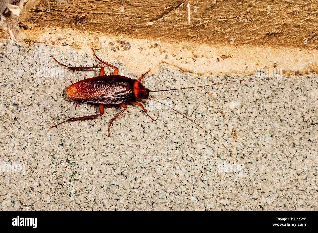 Blattodea Banque D Image Et Photos Alamy