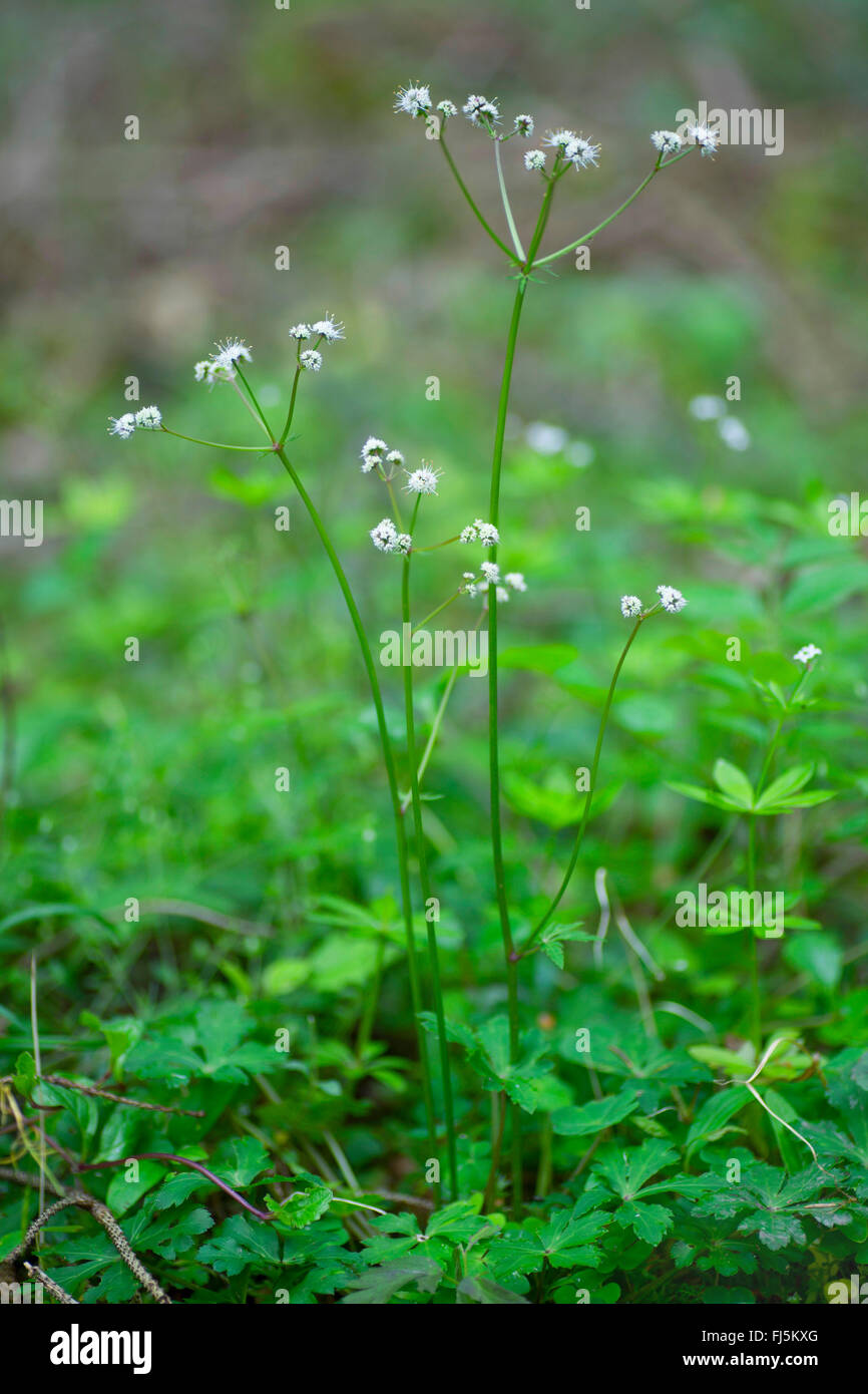 Sanicle Sanicula europaea (bois), la floraison, Allemagne, Bavière, Oberbayern, Haute-Bavière Banque D'Images