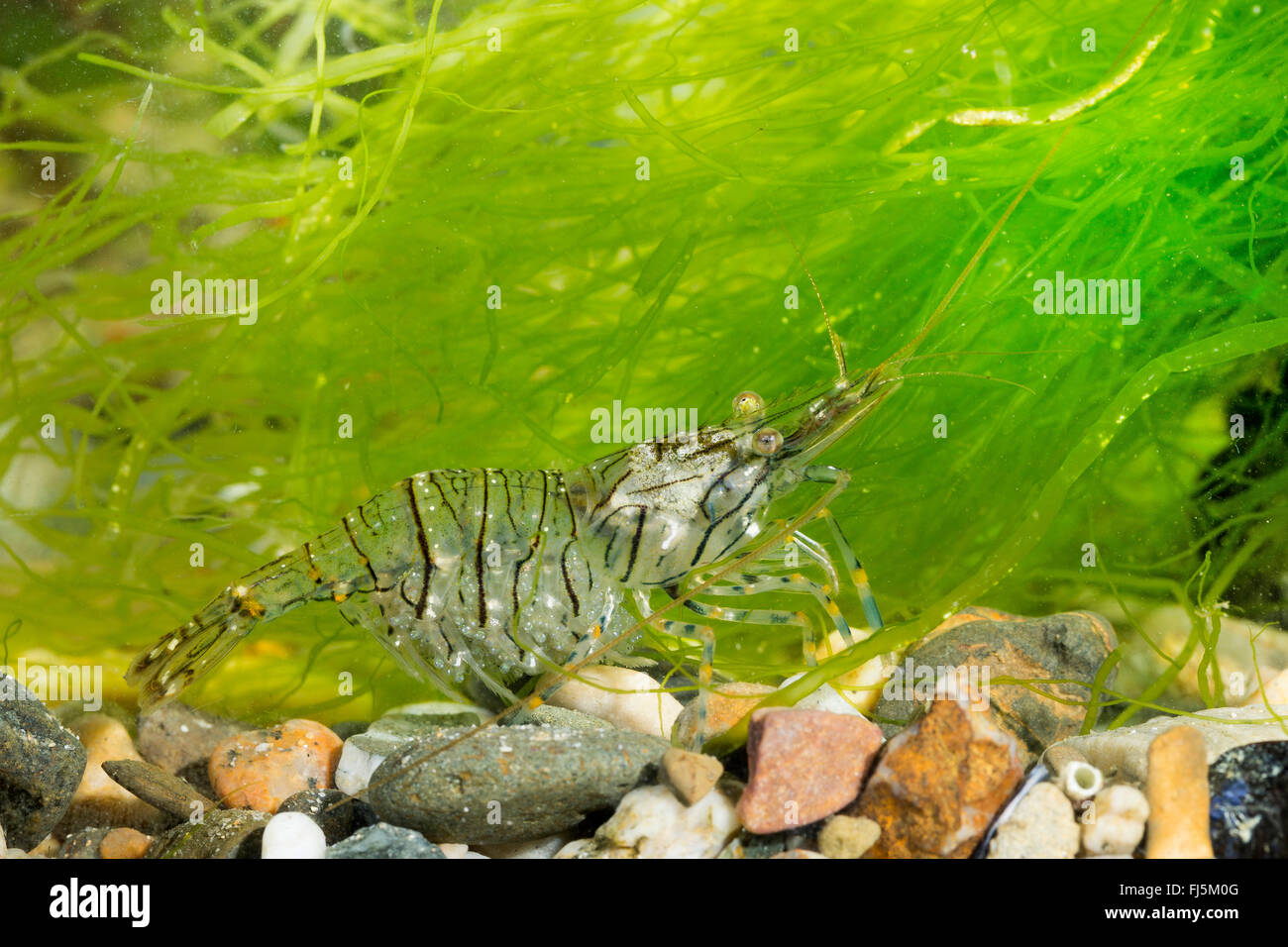 Rockpool, crevettes Crevettes rock Européen (Palaemon elegans), femme avec des oeufs Banque D'Images