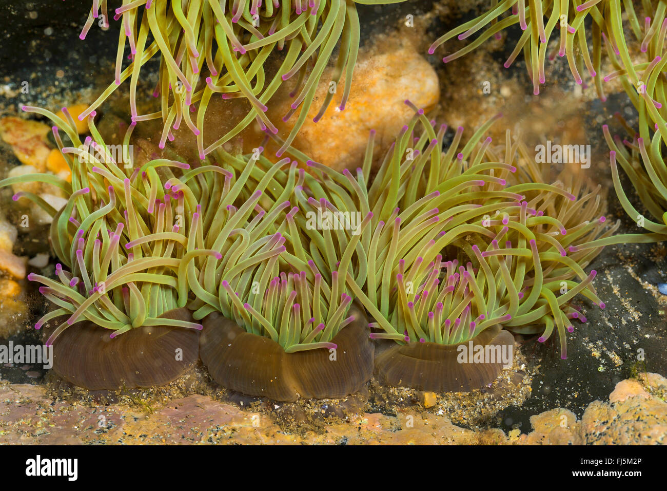 Snakelocks opelet, anémone Anemonia sulcata, anémone (Anemonia viridis), certaines anémones snakelocks sur le terrain Banque D'Images
