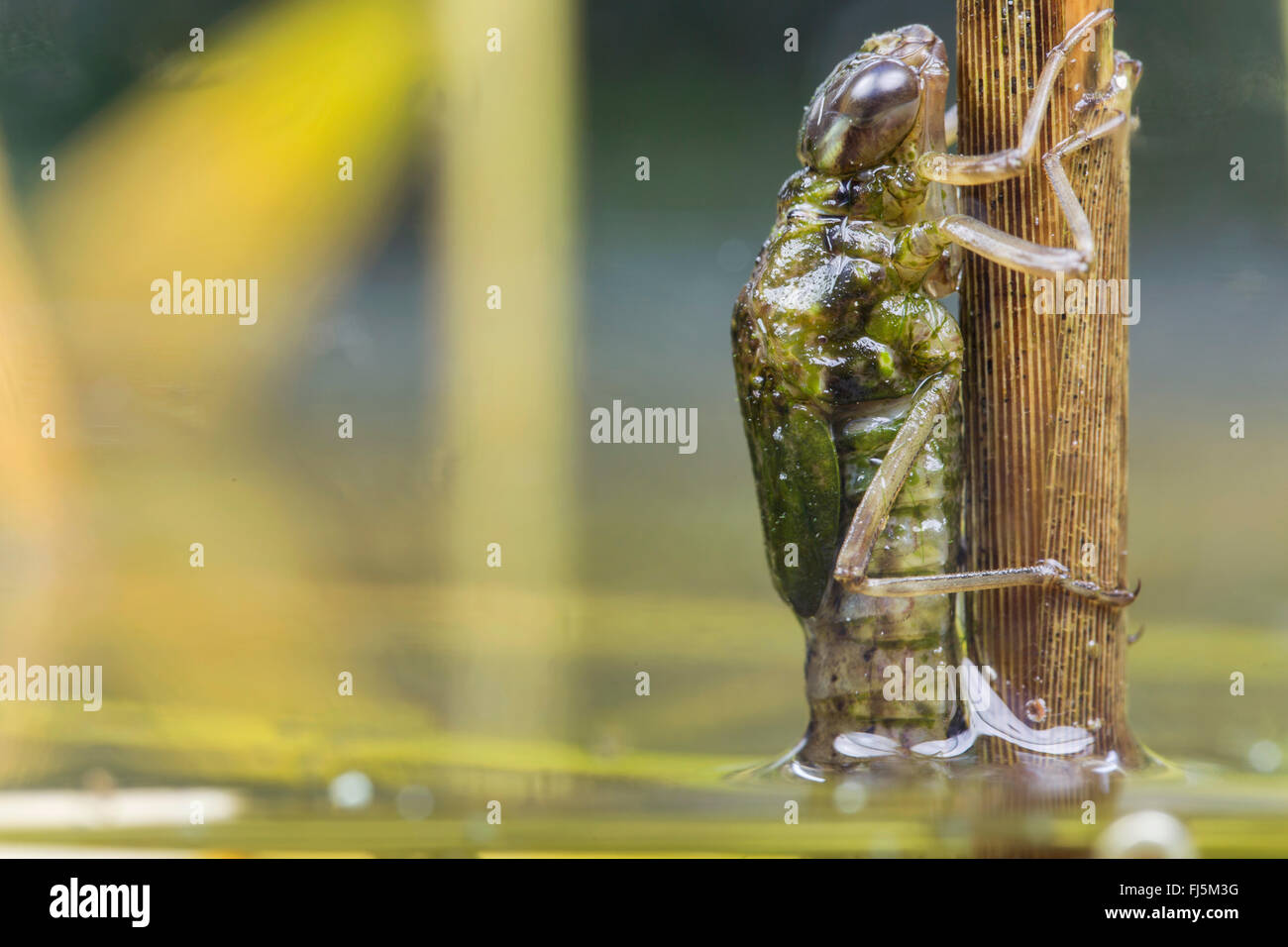 Blue-green darner, le sud de l'AESHNA Aeshna, sud de Hawker (cyanea), nymphe de l'eau quitte immédiatement avant l'éclosion, l'Allemagne, la Bavière Banque D'Images