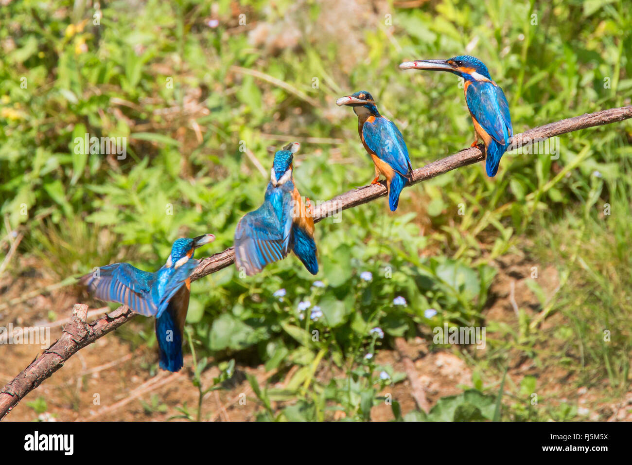 River Kingfisher (Alcedo atthis), la composition de l'atterrissage avec un poisson dans le projet de loi, l'Allemagne, la Bavière Banque D'Images