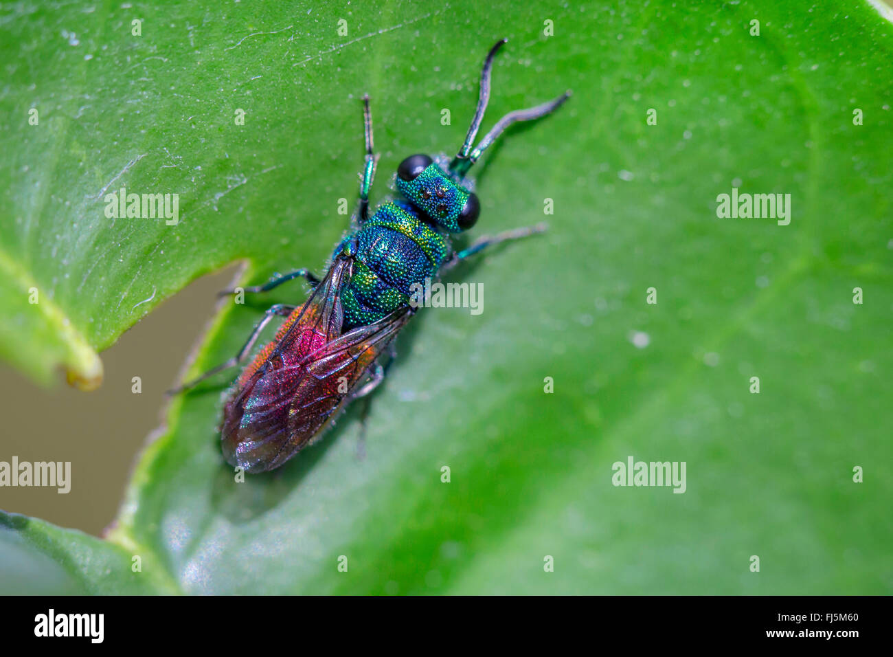 Or common wasp, ruby-queue, ruby-tailed wasp (Chrysis putoni), repose sur une feuille, l'Allemagne, la Bavière Banque D'Images