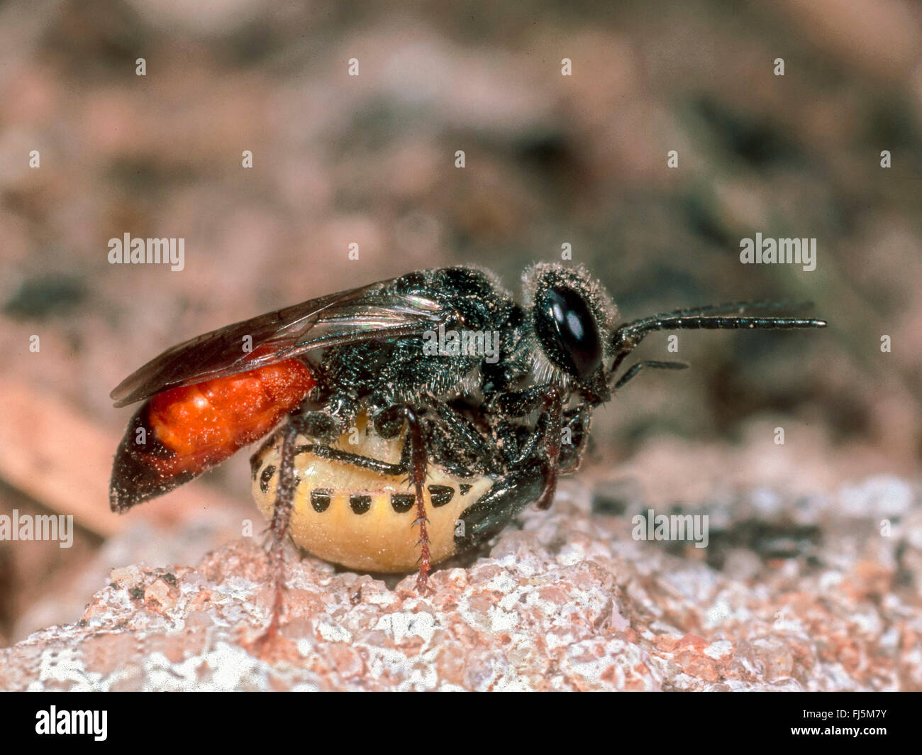 Shild de secours (bug Astata boops), Femme avec la protection de secours Bug larve comme proies, Allemagne Banque D'Images