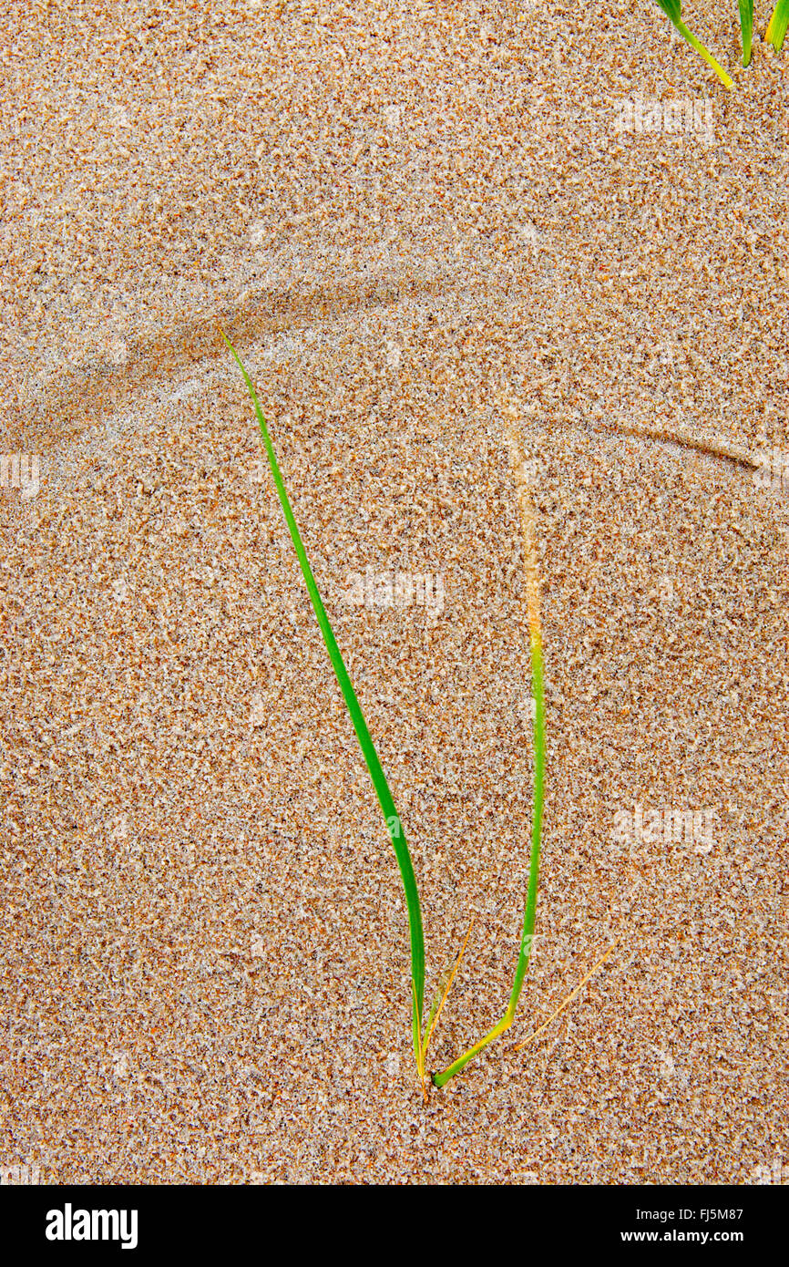 Plage de l'herbe, d'oyats européenne, l'ammophile, psamma, sable de mer-reed (Ammophila arenaria), herbe dimensions des traces dans le sable, Allemagne Banque D'Images