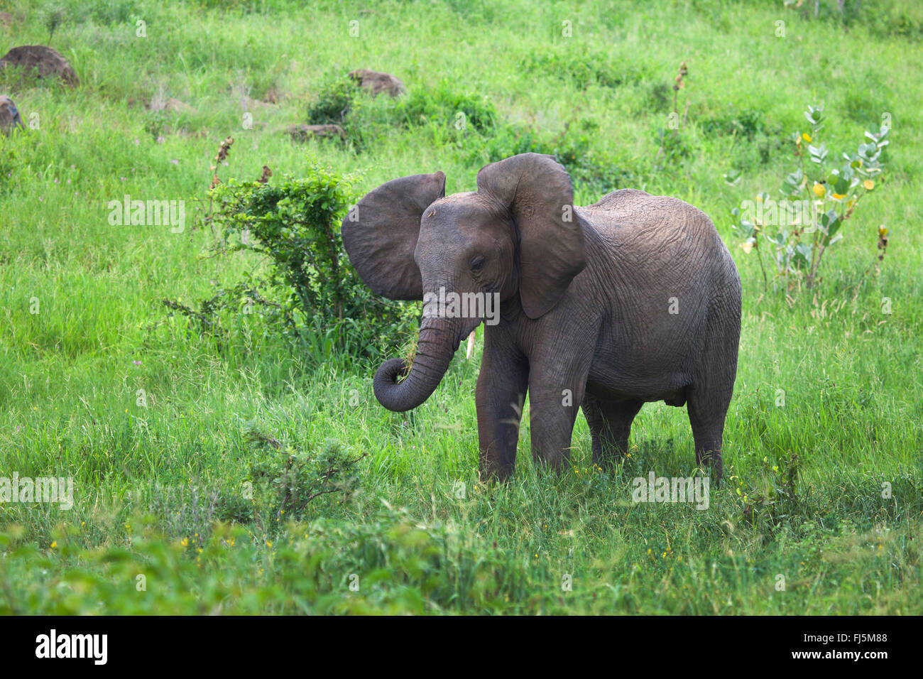 L'éléphant africain (Loxodonta africana), debout sur l'herbe haute et l'alimentation, au Kenya Banque D'Images