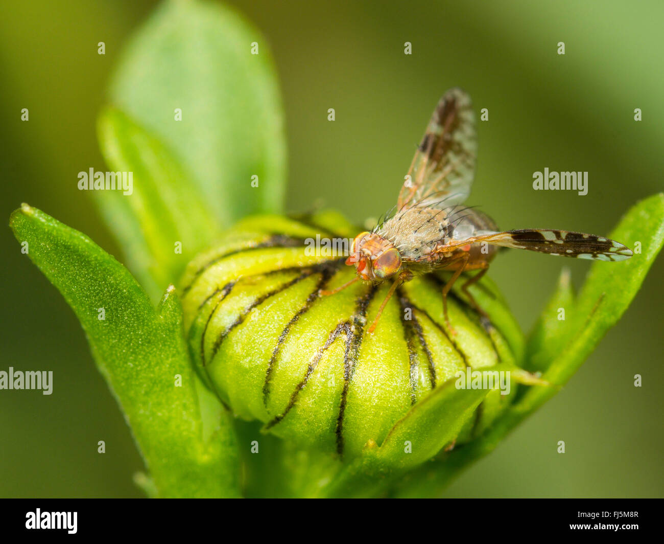 Fly (mouche Tephritis neesii), Aile-forme femelle sur la grande marguerite (Leucanthemum vulgare), Allemagne Banque D'Images