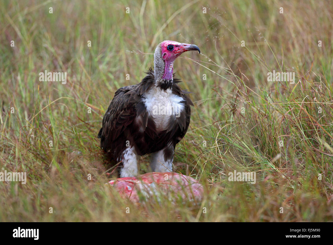 Hooded vulture (Necrosyrtes monachus), à un cadavre, Kenya, Masai Mara National Park Banque D'Images