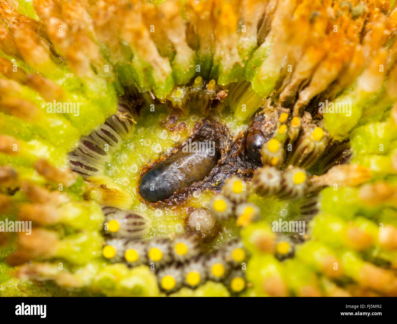 Fly (mouche Tephritis neesii), jeune nymphe dans le anthodium de la grande marguerite (Leucanthemum vulgare), Allemagne Banque D'Images