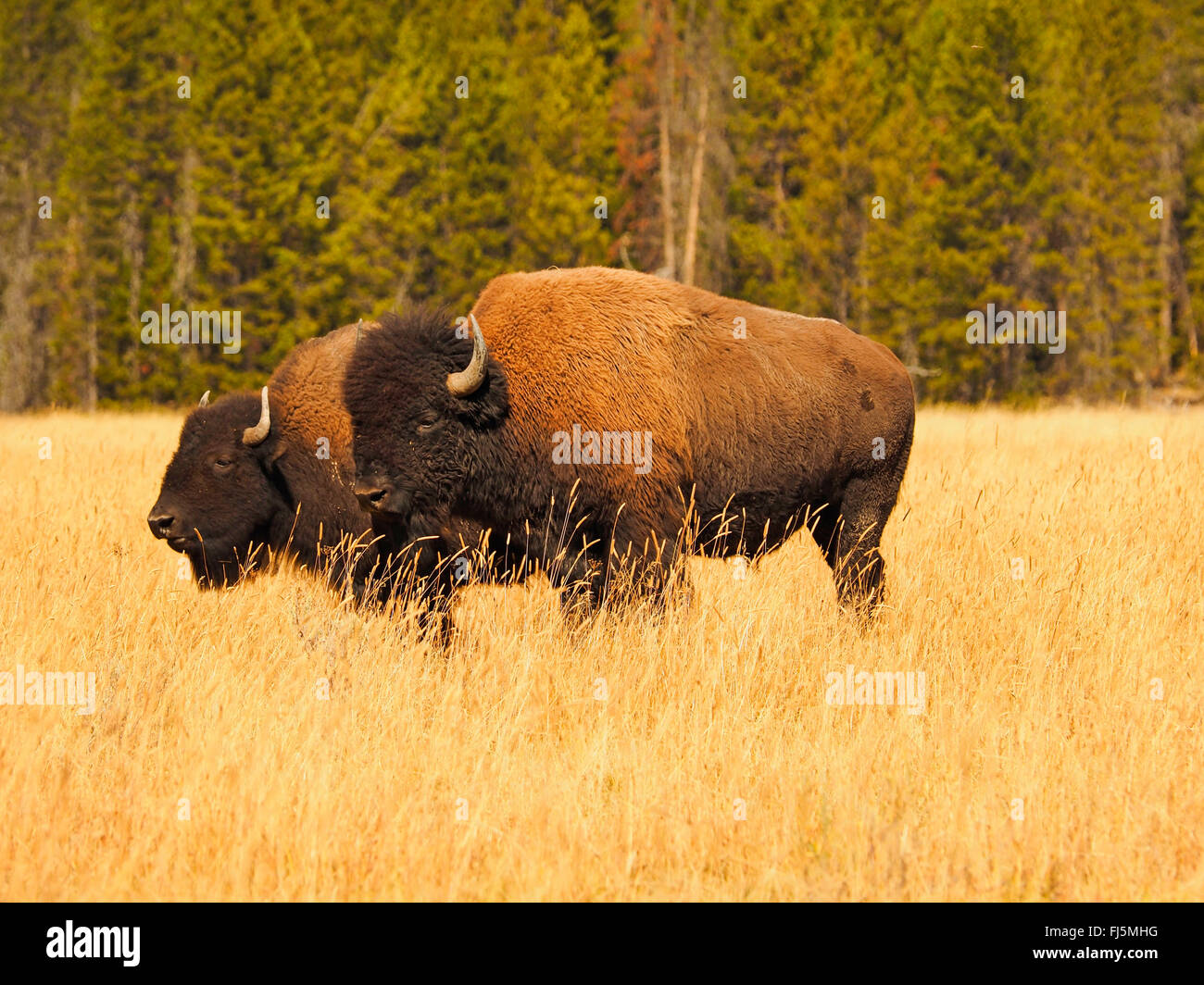 American bison, Bison (Bison bison), Bull et les femmes en période d'accouplement, USA, Wyoming, Yellowstone National Park Banque D'Images