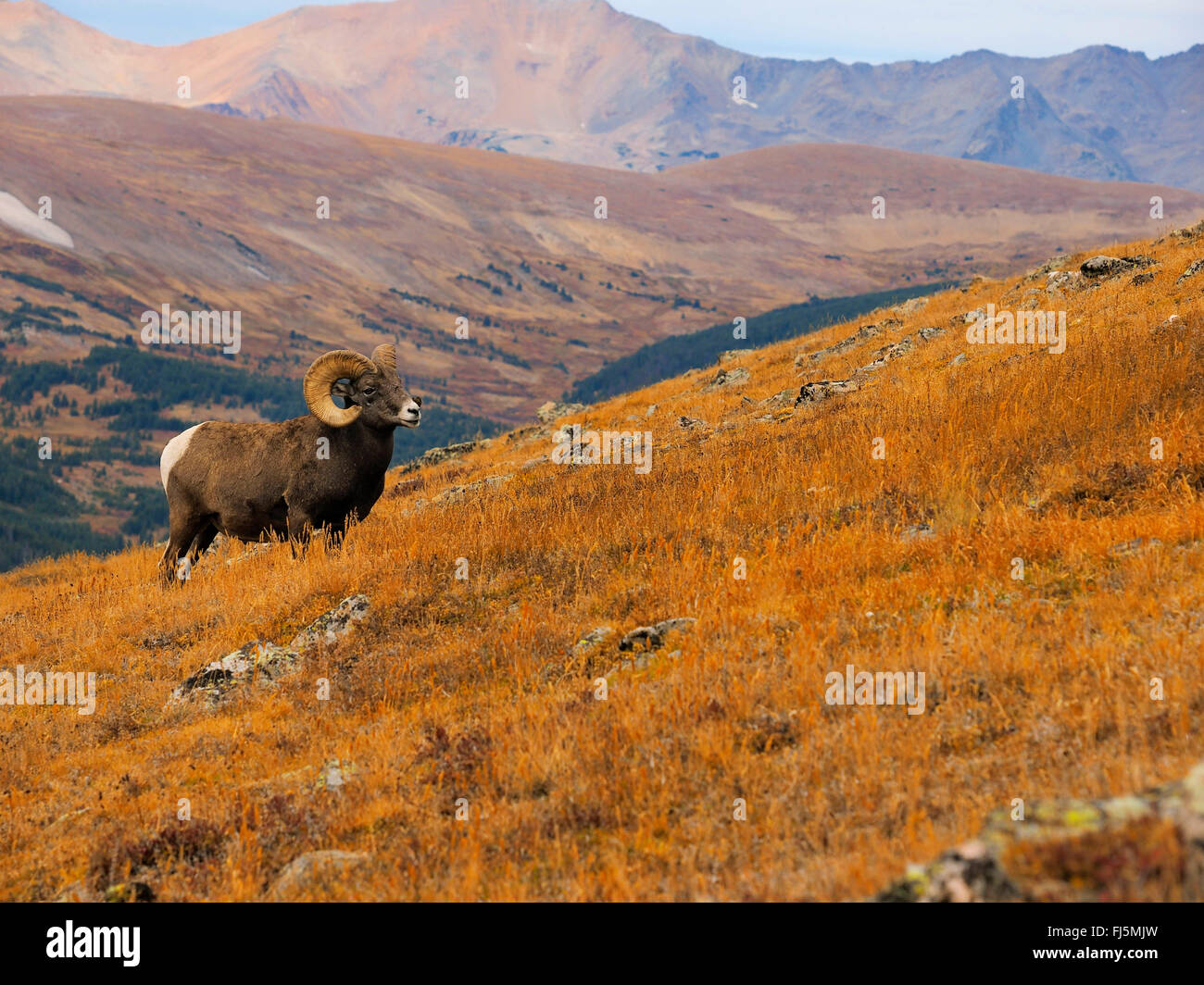 Mouflons, le mouflon d'Amérique, le mouflon (Ovis canadensis), homme, USA, Colorado, Rocky Mountain National Park Banque D'Images