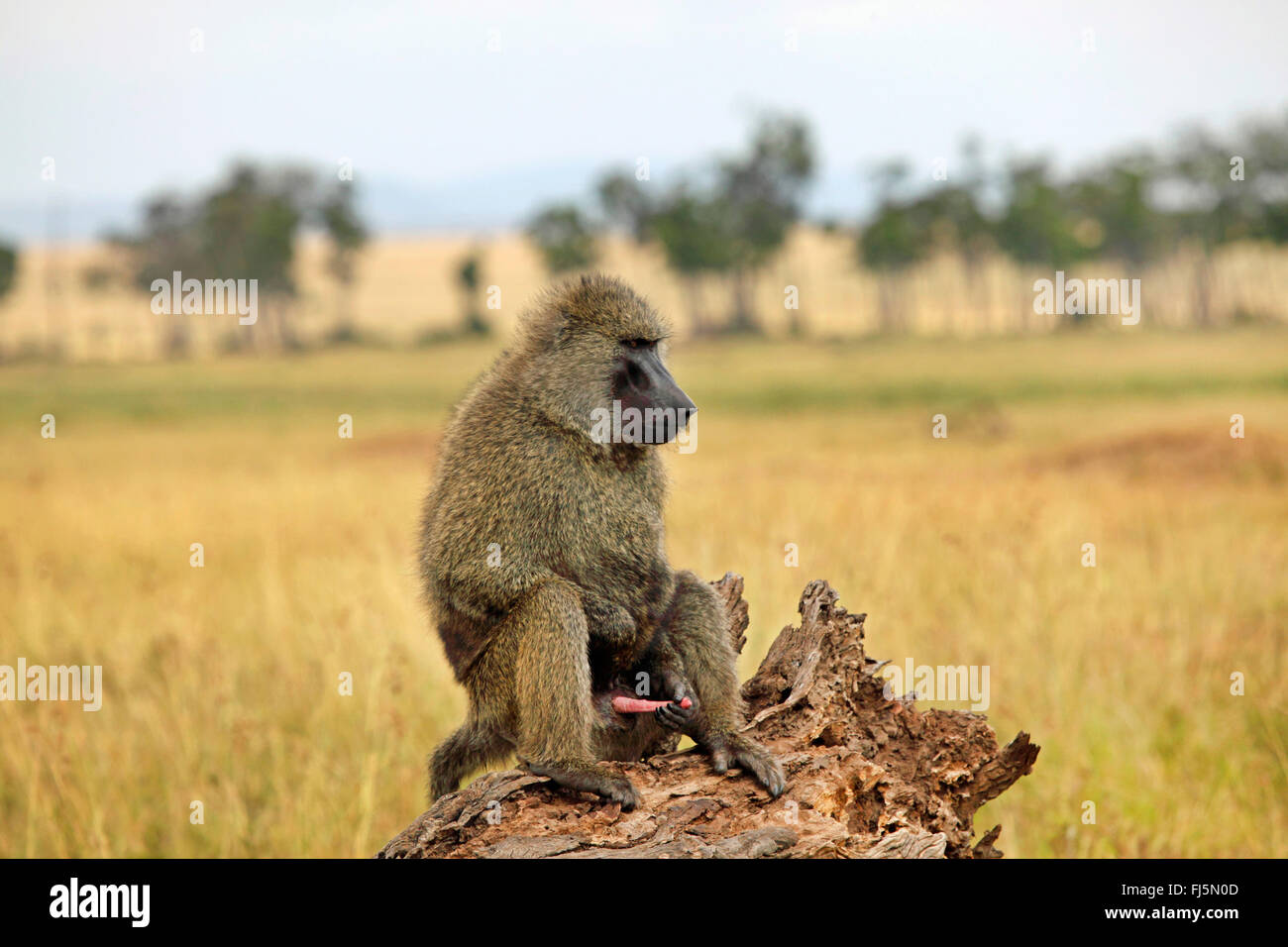 Babouin jaune, Savannah, babouin babouin olive anubius, le babouin (Papio cynocephalus Papio Anubis Anubis), homme assis sur le bois mort et en jouant avec son pénis, Kenya, Masai Mara National Park Banque D'Images