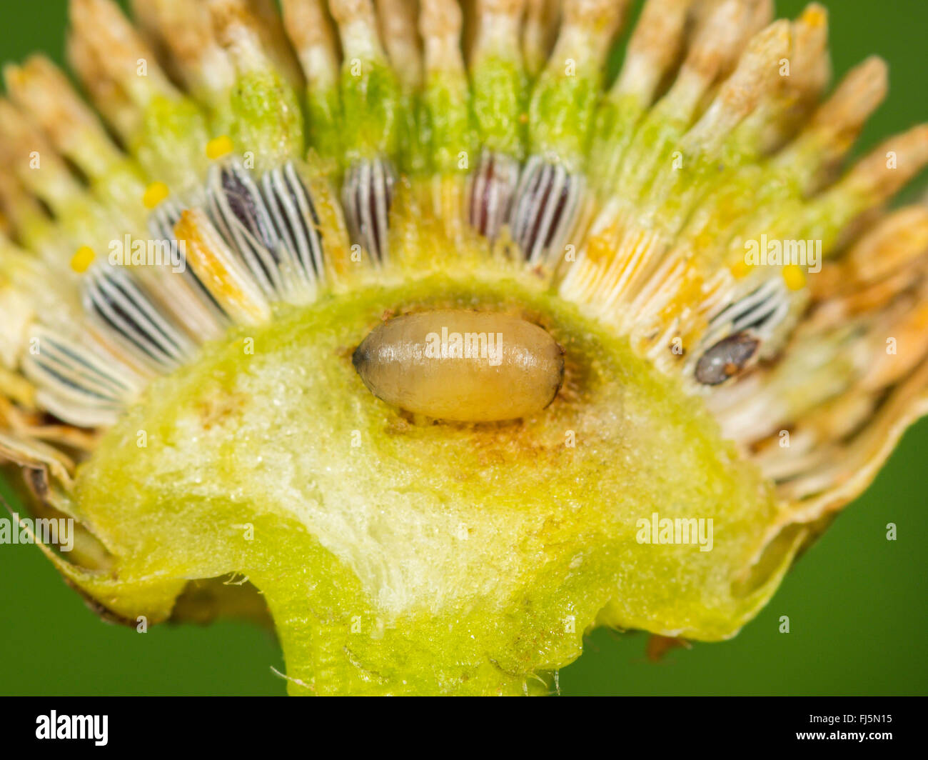 Fly (mouche Tephritis neesii), jeune nymphe dans le anthodium de la grande marguerite (Leucanthemum vulgare), Allemagne Banque D'Images