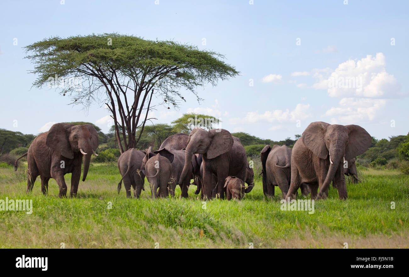 L'éléphant africain (Loxodonta africana), troupeau d'éléphants à un parapluie thorn, Kenya Banque D'Images