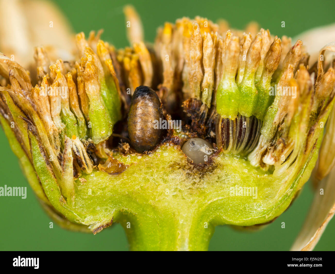 Fly (mouche Tephritis neesii), les pupes dans le anthodium de la grande marguerite (Leucanthemum vulgare), Allemagne Banque D'Images