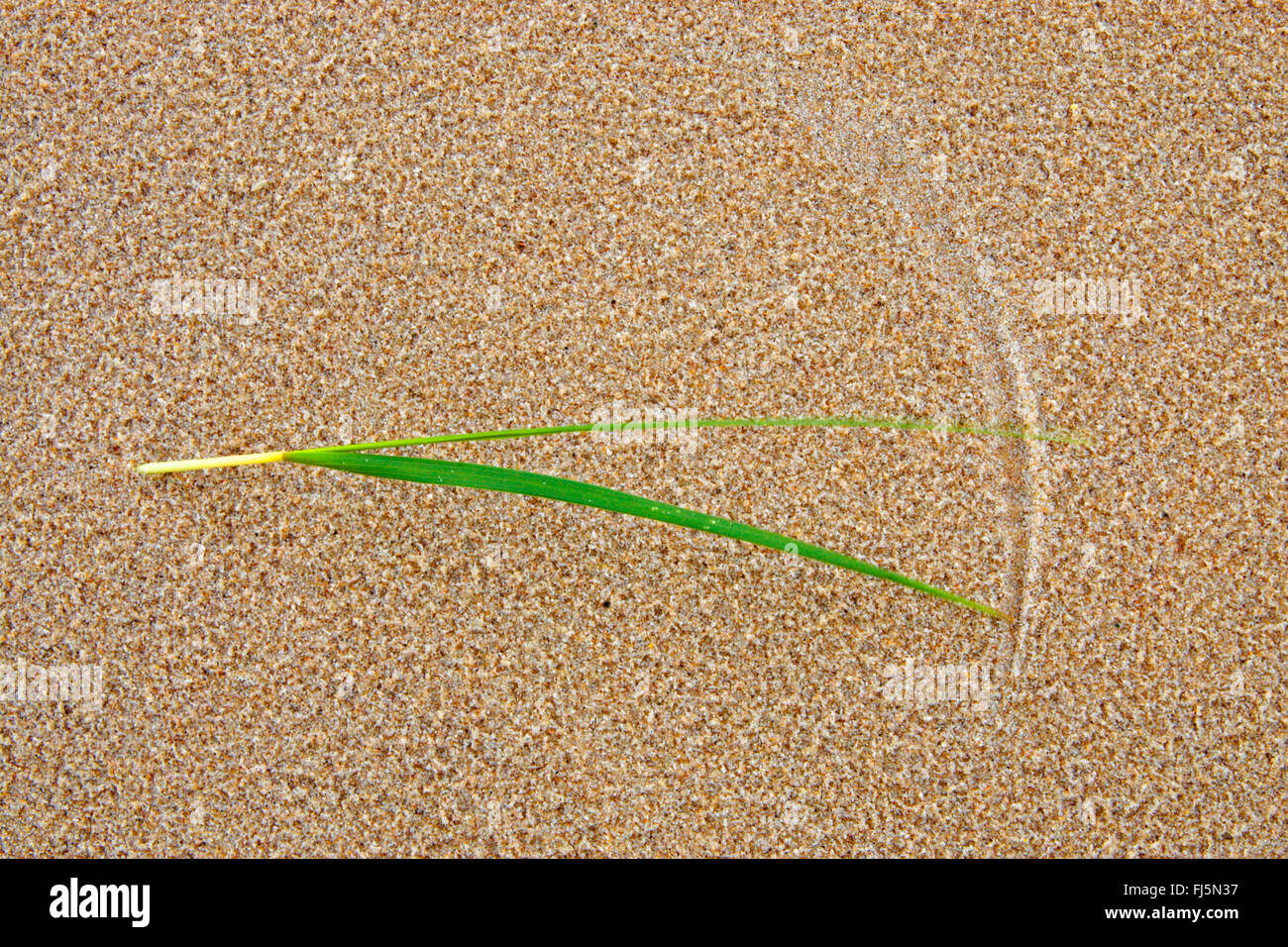 Plage de l'herbe, d'oyats européenne, l'ammophile, psamma, sable de mer-reed (Ammophila arenaria), herbe dimensions des traces dans le sable, Allemagne Banque D'Images