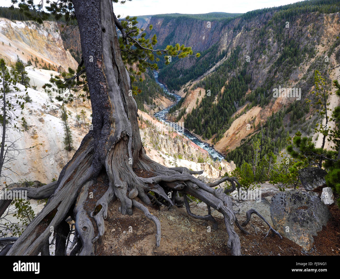 Pin (Pinus spec.), vieux pins au Grand Canyon de Yellowstone, USA, Wyoming, Yellowstone National Park Banque D'Images