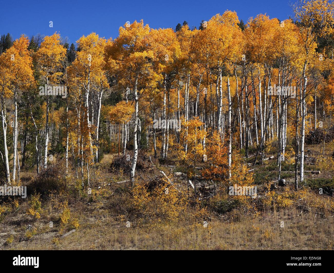 American tremble, tremble, peuplier faux-tremble (Populus tremuloides), la coloration de l'American tremble à l'Teton-Bridger National Forest, USA, Wyoming, Grand Teton National Park Banque D'Images