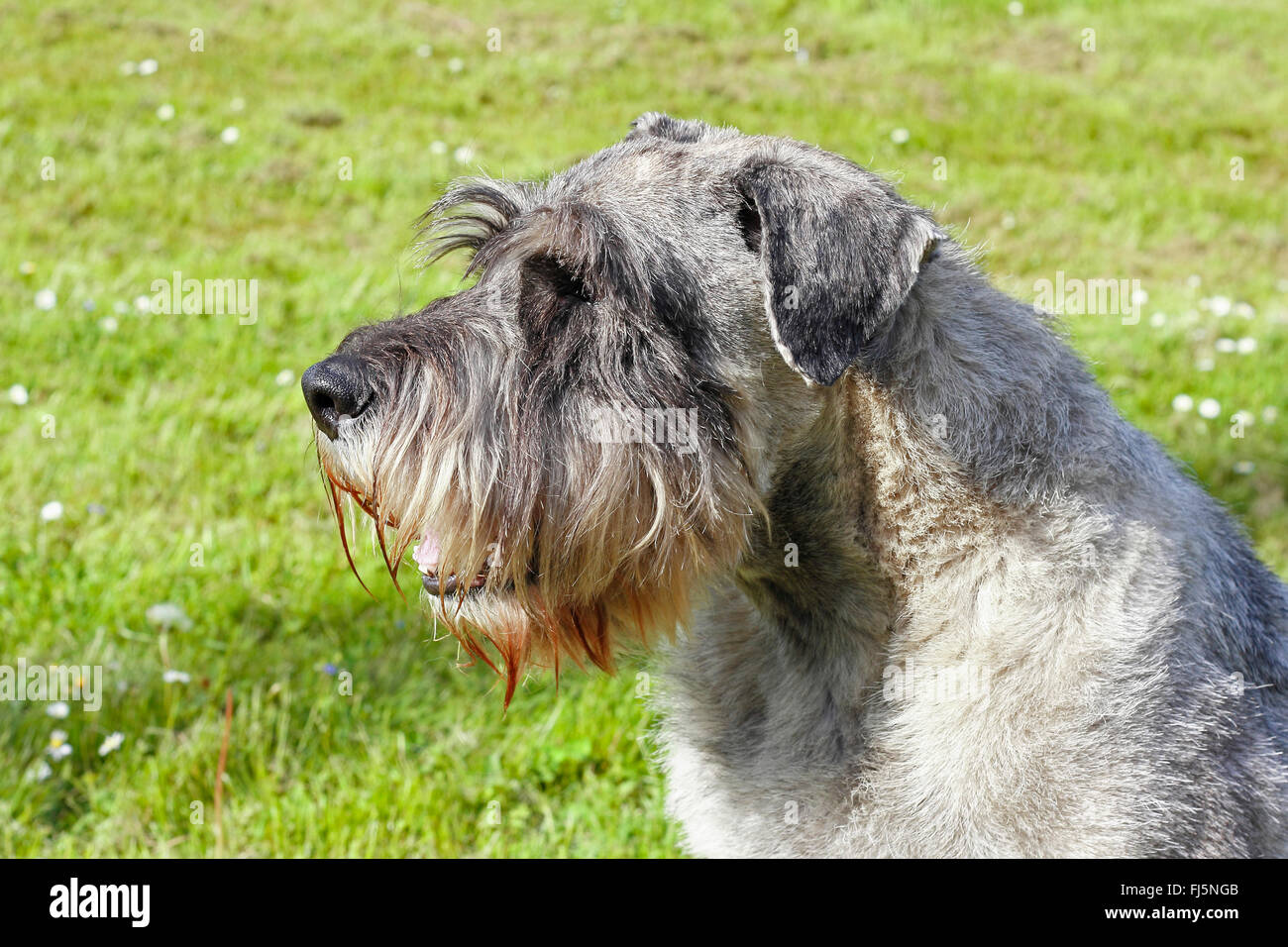 Schnauzer nain (Canis lupus f. familiaris), homme chien assis dans un pré, portrait, Allemagne Banque D'Images