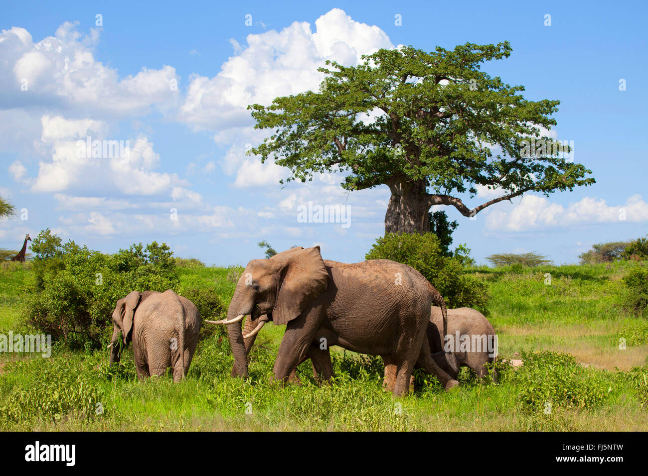 L'éléphant africain (Loxodonta africana), vache éléphant avec les jeunes animaux à un parapluie thorn, Kenya Banque D'Images