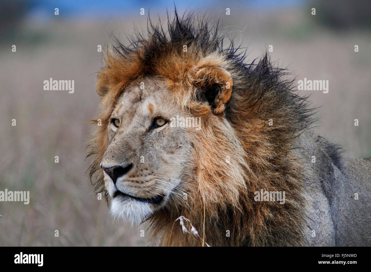 Lion (Panthera leo), homme lion à Savannah, Kenya, Masai Mara National Park Banque D'Images