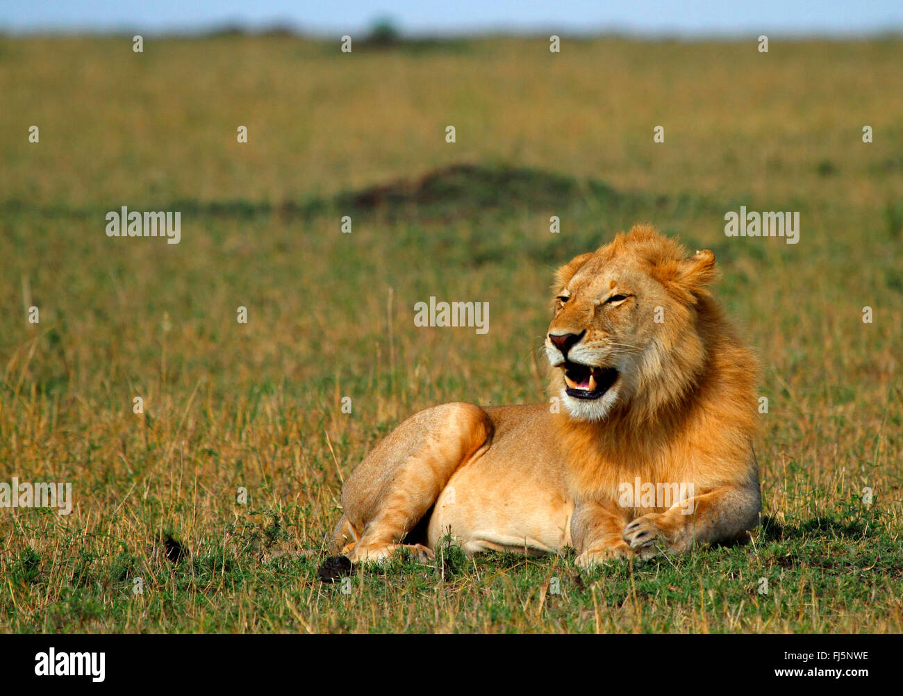 Lion (Panthera leo), homme couché dans la savane, Kenya, Masai Mara National Park Banque D'Images