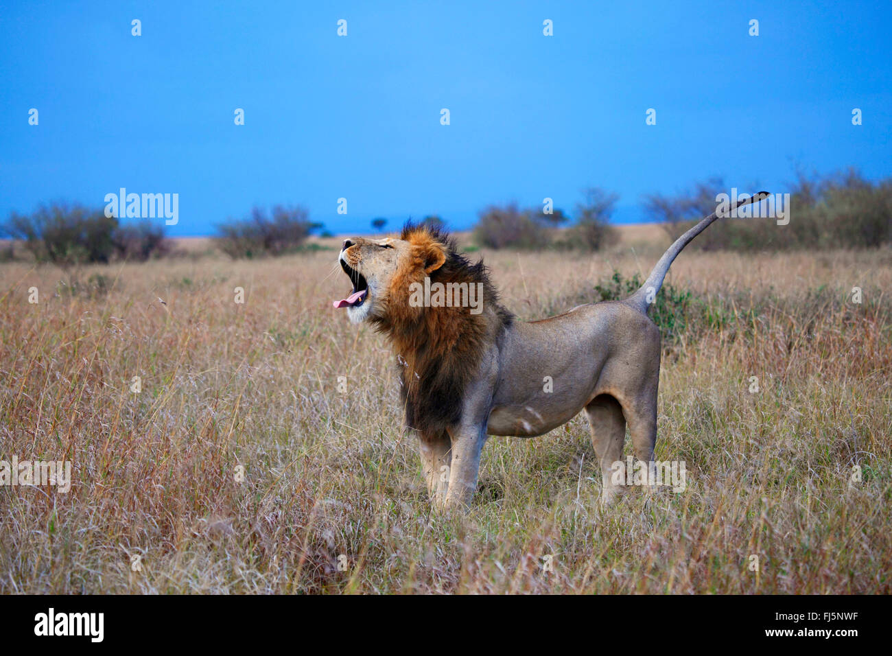 Lion (Panthera leo), homme lion rugir à Savannah, Kenya, Masai Mara National Park Banque D'Images