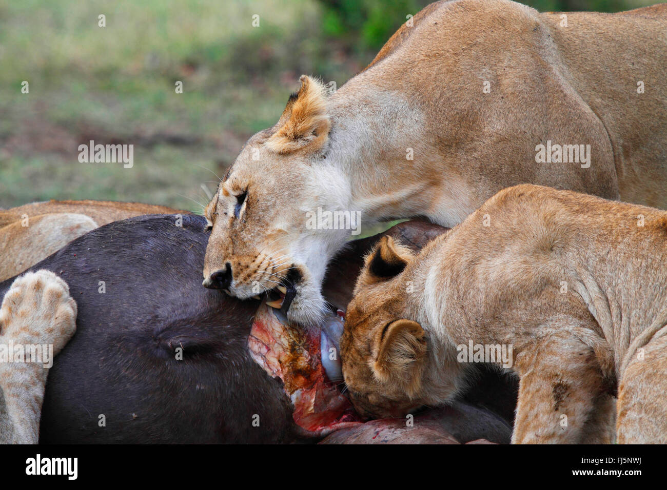 Lion (Panthera leo), pack à un cadavre, Kenya, Masai Mara National Park Banque D'Images