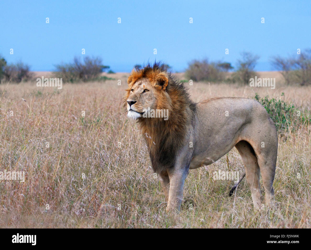 Lion (Panthera leo), homme lion à Savannah, Kenya, Masai Mara National Park Banque D'Images