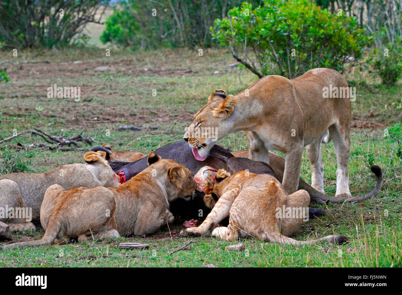 Lion (Panthera leo), pack à un cadavre, Kenya, Masai Mara National Park Banque D'Images