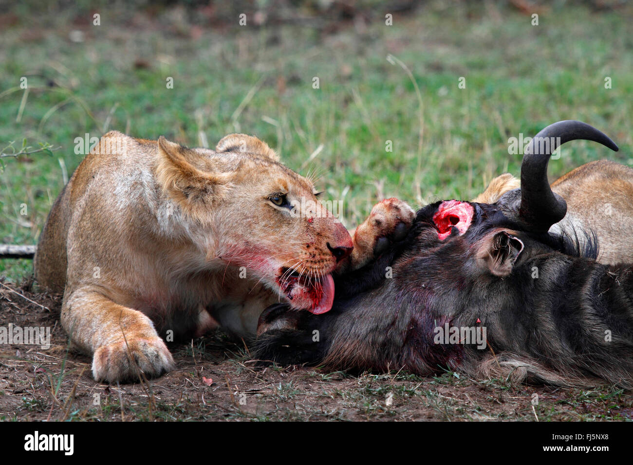 Lion (Panthera leo), la lionne se nourrit de proies, Kenya, Masai Mara National Park Banque D'Images