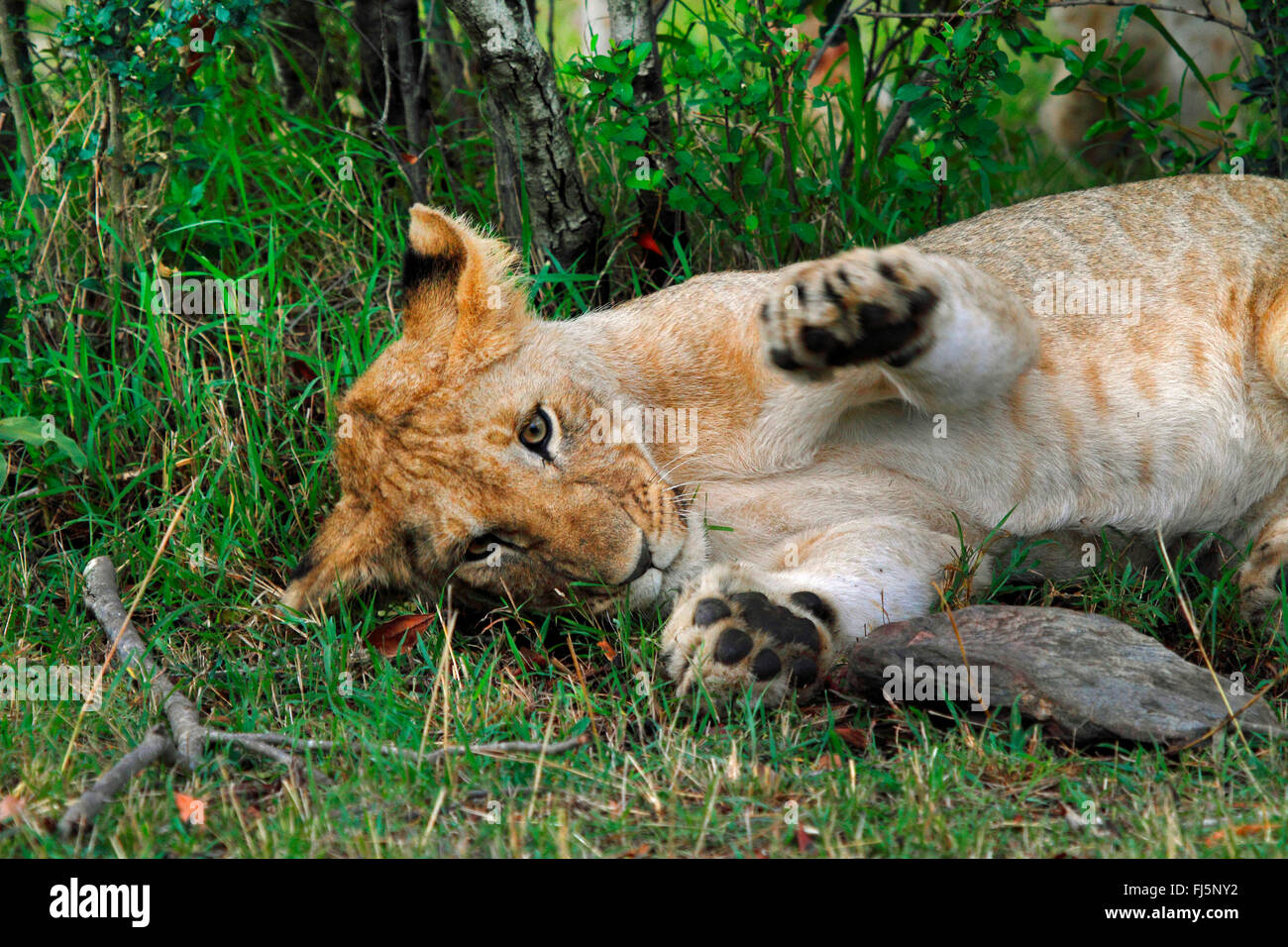 Lion (Panthera leo), le repos cub, Kenya, Masai Mara National Park Banque D'Images