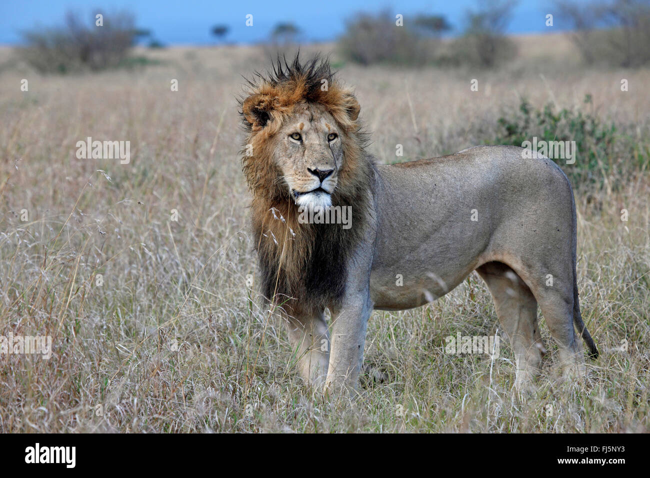 Lion (Panthera leo), homme lion à Savannah, Kenya, Masai Mara National Park Banque D'Images