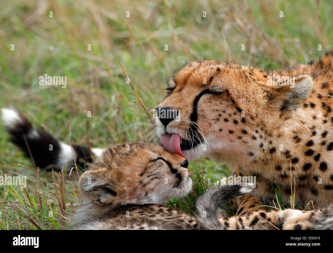 Le Guépard (Acinonyx jubatus), femme lèche cub, Kenya, Masai Mara National Park Banque D'Images