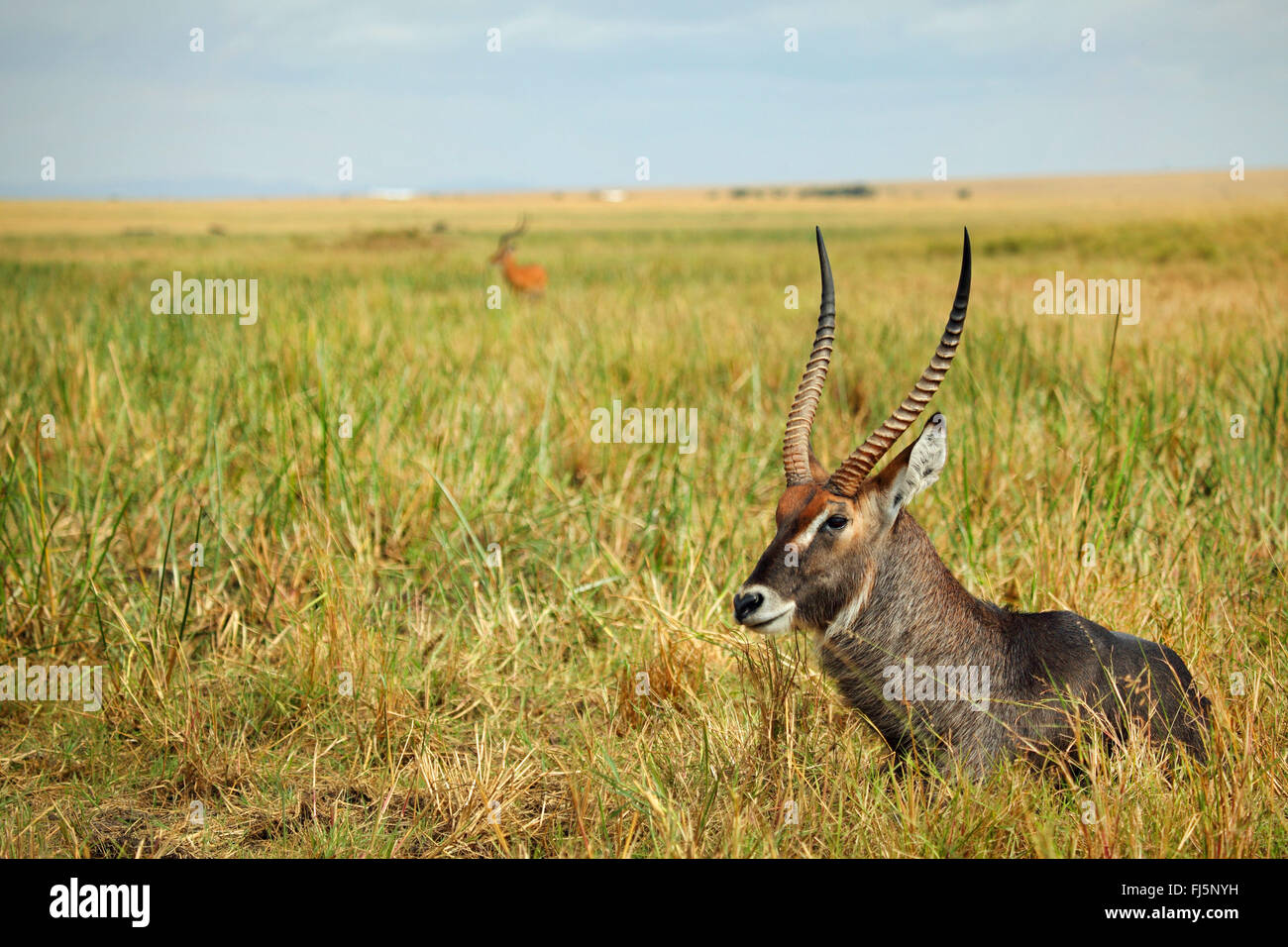 Cobe à croissant (Kobus ellipsiprymnus), homme reposant à Savannah, Kenya, Masai Mara National Park Banque D'Images