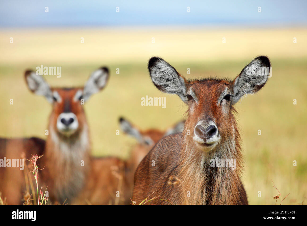 Cobe à croissant (Kobus ellipsiprymnus), portrait de deux waterbucks, Kenya, Masai Mara National Park Banque D'Images