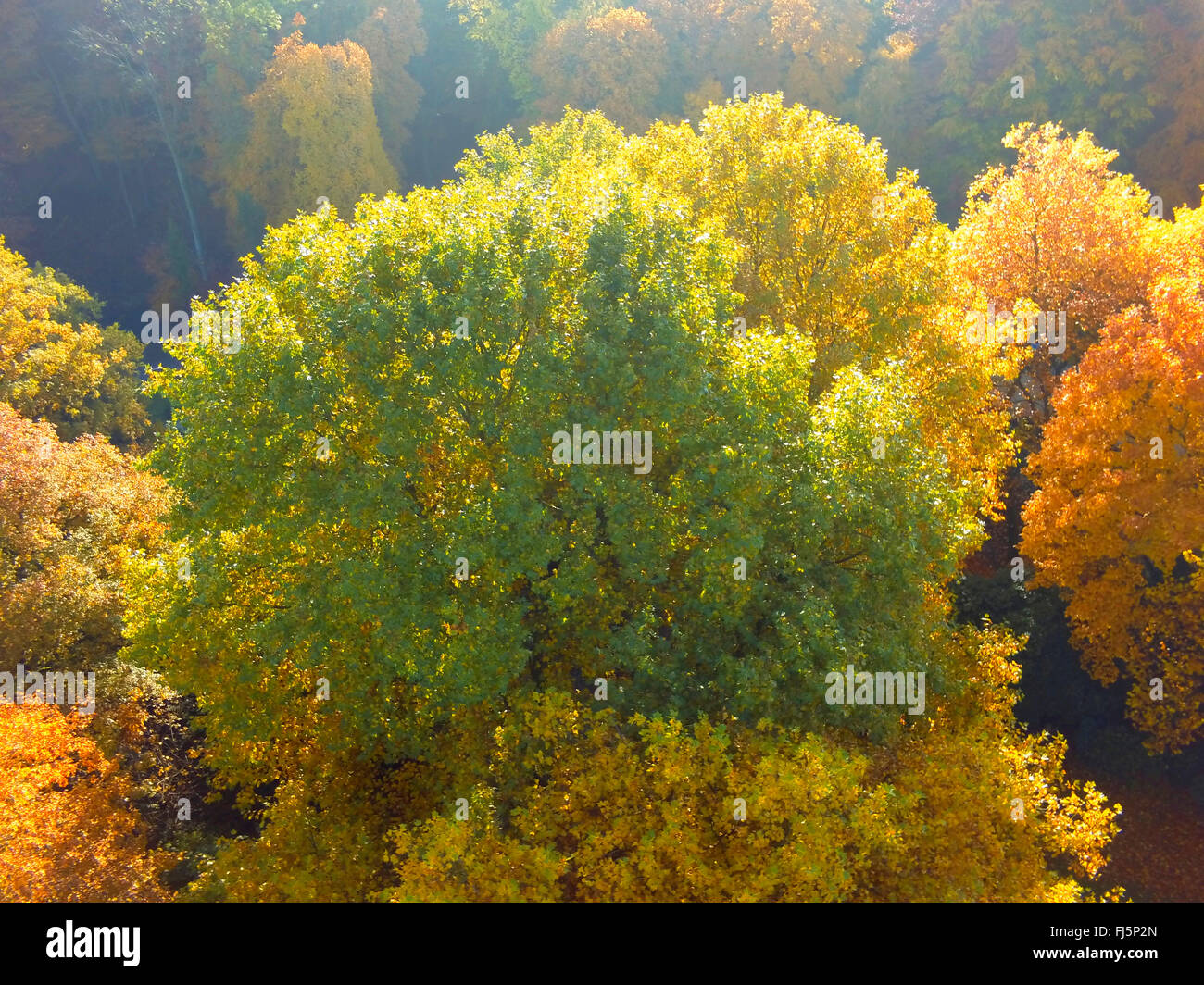 Vue aérienne de la forêt d'automne, l'Allemagne, en Rhénanie du Nord-Westphalie, Ruhr, Witten Banque D'Images