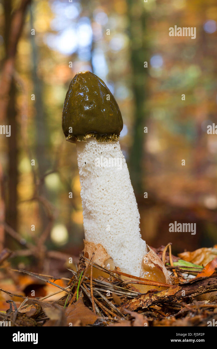 Phalle impudique (Phallus impudicus), organe de fructification sur le sol forestier, Allemagne Banque D'Images