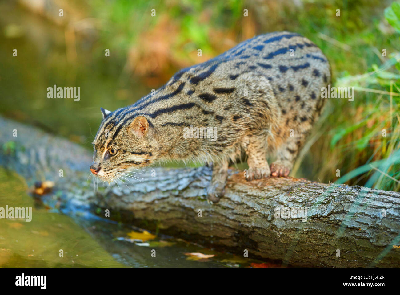 Pêche à la cat, Yu mao (Prionailurus viverrinus, Felis viverrinus), qui rôdent sur un journal à l'eau Banque D'Images