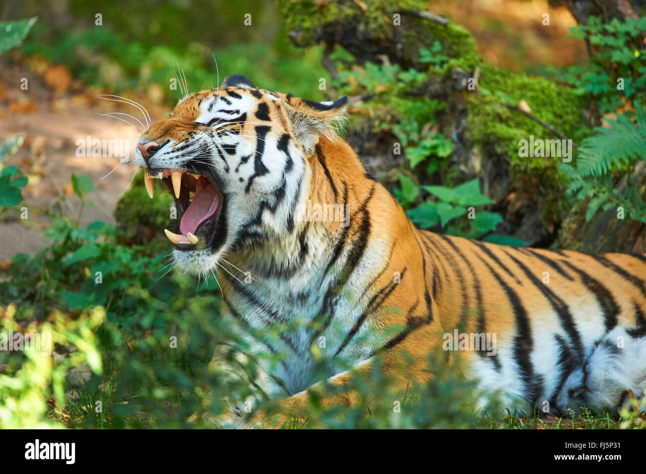 Tigre de Sibérie, Amurian tigre (Panthera tigris altaica), rugissant Banque D'Images