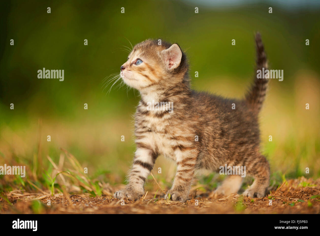 Chat domestique, le chat domestique (Felis silvestris catus), f. cinq semaines chaton marcher dans un pré, Seitenansicht, Allemagne Banque D'Images
