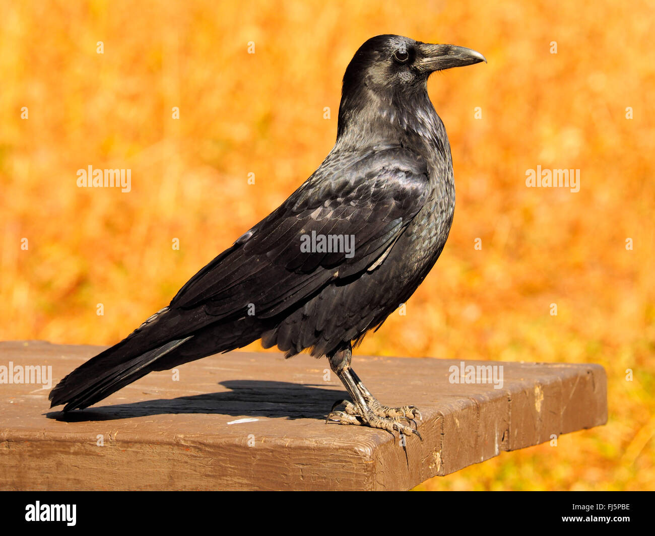 Grand corbeau (Corvus corax), est assis sur une table, USA, Wyoming, Yellowstone National Park Banque D'Images