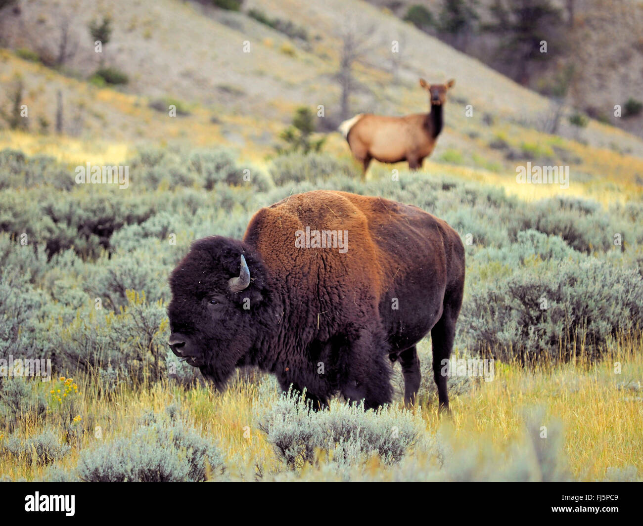 American bison, Bison (Bison bison), homme le bison et le wapiti, USA, Wyoming, Yellowstone National Park Banque D'Images
