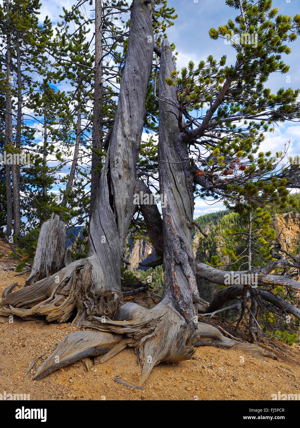 Pin (Pinus spec.), vieux pins au Grand Canyon de Yellowstone, USA, Wyoming, Yellowstone National Park Banque D'Images