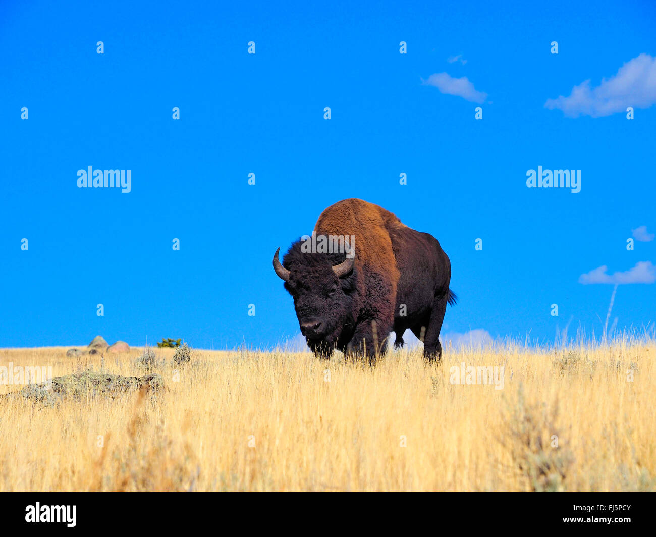 American bison, Bison (Bison bison), homme buffalo, USA, Wyoming, Yellowstone National Park, Lamar Valley Banque D'Images