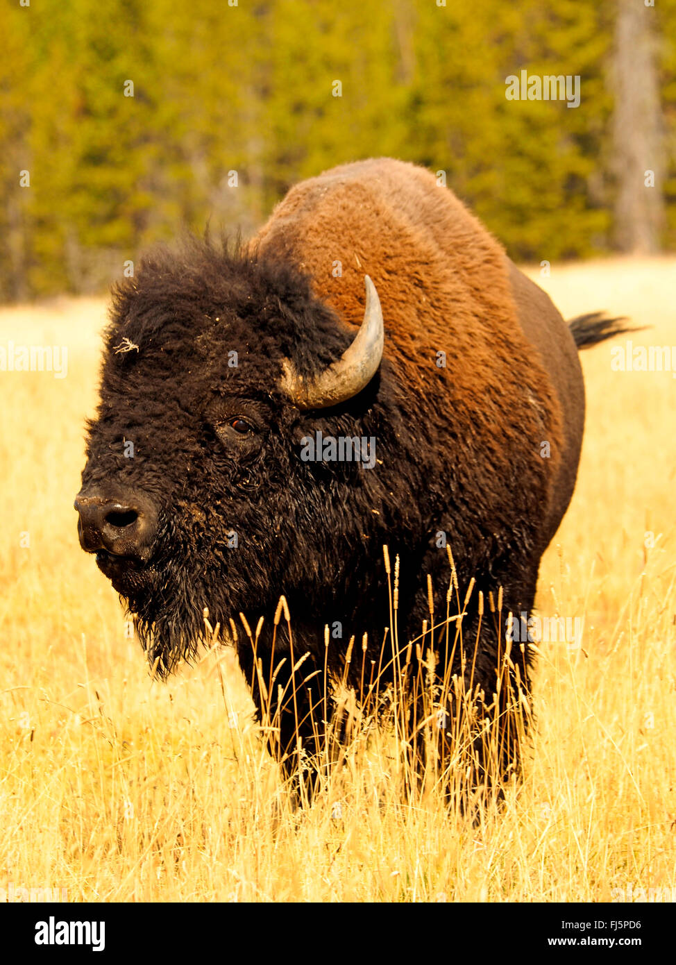 American bison, Bison (Bison bison), Bull, USA, Wyoming, Yellowstone National Park, Hayden Valley Banque D'Images
